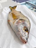 Peixe Arrancador