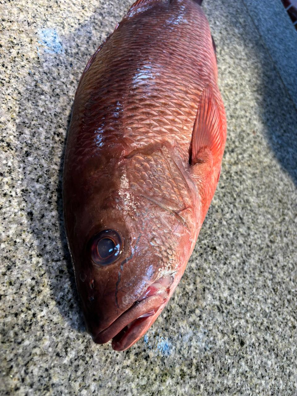 Pargo - 1kg