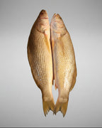 Corvina Branca