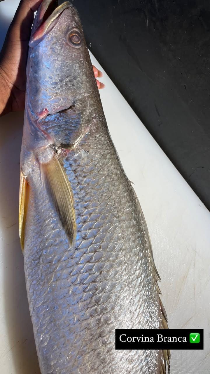 Corvina Branca