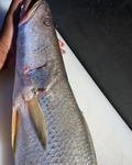 Corvina Branca