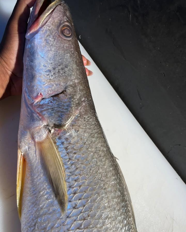 Corvina Branca