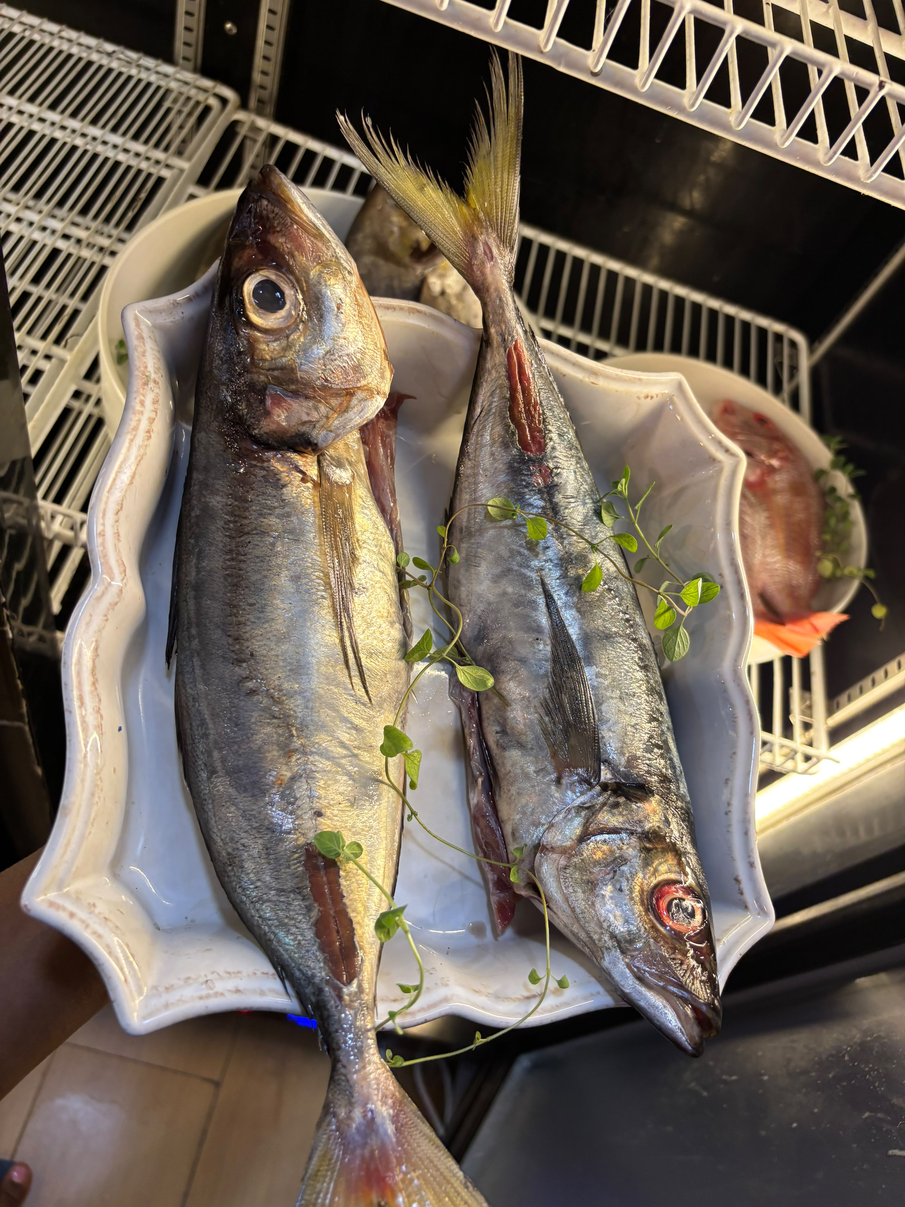 Peixe Carapau