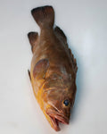 Grouper - 1kg